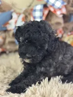Dazzler, a male Miniature Aussiedoodle for sale in Lamar, MO – 6 of 8