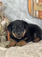 Dudley, a male Rottweiler for sale in Lamar, MO – 2 of 4