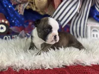 Wisper, a female English Bulldog for sale in Lamar, MO – 3 of 6