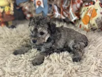 Steffi, a female Miniature Aussiedoodle for sale in Lamar, MO – 5 of 6