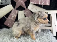 Lessa, a female Miniature Aussiedoodle for sale in Lamar, MO – 6 of 8