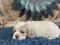 Jolene, a female Cocker Spaniel for sale in Lamar, MO – 5 of 6