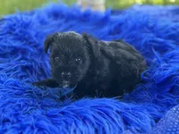 Betty Boop, a female Miniature Schnauzer for sale in Lamar, MO – 5 of 7