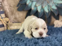 Jolene, a female Cocker Spaniel for sale in Lamar, MO – 4 of 6