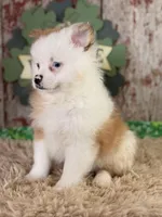 Scooter, a male Pomeranian for sale in Lamar, MO – Photo 3 of 8