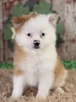 Scooter, a male Pomeranian for sale in Lamar, MO – Photo 1 of 8