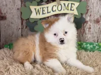 Scooter, a male Pomeranian for sale in Lamar, MO – Photo 5 of 8