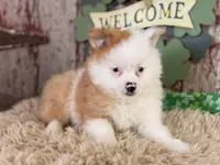 Scooter, a male Pomeranian for sale in Lamar, MO – Photo 7 of 8