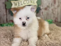 Scooter, a male Pomeranian for sale in Lamar, MO – Photo 4 of 8