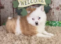 Scooter, a male Pomeranian for sale in Lamar, MO – Photo 2 of 8