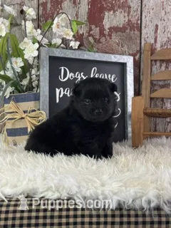 sterling – Pomeranian puppy for sale in Lamar, MO