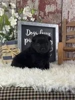 sterling, a male Pomeranian for sale in Lamar, MO – 1 of 4