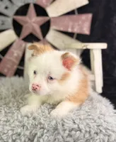 Albus, a male Pomeranian for sale in Lamar, MO – 5 of 7