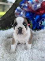 Webber, a male English Bulldog for sale in Lamar, MO – 3 of 7