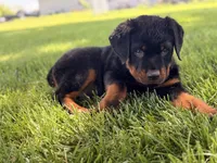 Danger, a male Rottweiler for sale in Lamar, MO – 4 of 8