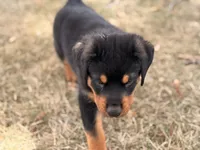 Draco, a male Rottweiler for sale in Lamar, MO – 8 of 8