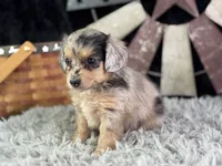 Lessa, a female Miniature Aussiedoodle for sale in Lamar, MO – 3 of 8