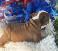 Whoopi, a female English Bulldog for sale in Lamar, MO – 5 of 7
