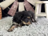 Levi, a male Miniature Aussiedoodle for sale in Lamar, MO – 5 of 7