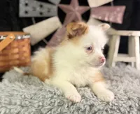 Albus, a male Pomeranian for sale in Lamar, MO – 2 of 7