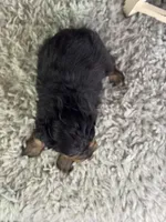 Levi, a male Miniature Aussiedoodle for sale in Lamar, MO – 4 of 7