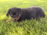 Danger, a male Rottweiler for sale in Lamar, MO – 3 of 8