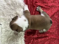Webber, a male English Bulldog for sale in Lamar, MO – 6 of 6