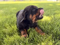 Danger, a male Rottweiler for sale in Lamar, MO – 8 of 8