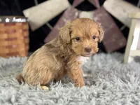 Lukas, a male Miniature Aussiedoodle for sale in Lamar, MO – 7 of 7
