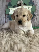 Tori , a female Golden Retriever for sale in Lamar, MO – Photo 2 of 5