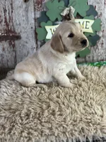 Tori , a female Golden Retriever for sale in Lamar, MO – Photo 4 of 5