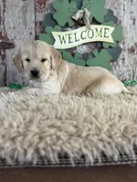 Tori , a female Golden Retriever for sale in Lamar, MO – Photo 3 of 5