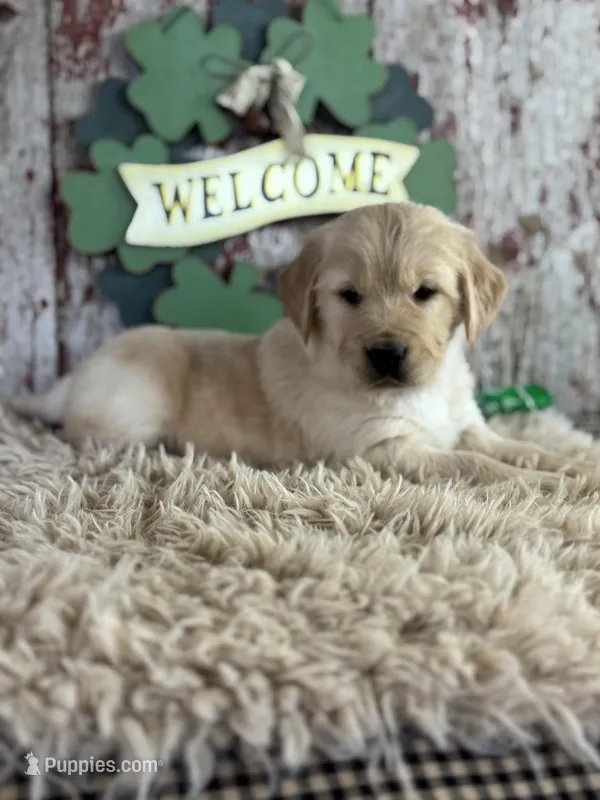 Tori  – Golden Retriever puppy for sale in Lamar, MO