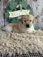 Tori , a female Golden Retriever for sale in Lamar, MO – Photo 1 of 5