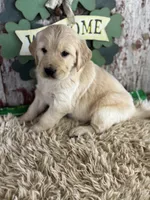 Tori , a female Golden Retriever for sale in Lamar, MO – Photo 5 of 5