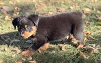 Sweetie Pie, a female Rottweiler for sale in Lamar, MO – 4 of 7