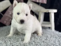Alma, a female Siberian Husky for sale in Lamar, MO – 4 of 6