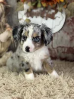 Elmo, a male Toy Australian Shepherd for sale in Lamar, MO – 4 of 6