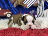 Webber, a male English Bulldog for sale in Lamar, MO – 4 of 6