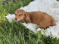 Estella, a female Miniature Dachshund for sale in Lamar, MO – 5 of 7