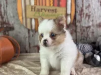 Sienna, a female Pomeranian for sale in Lamar, MO – 2 of 7