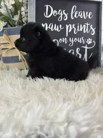 Sirius, a male Pomeranian for sale in Lamar, MO – 3 of 4