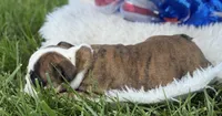 Wisper, a female English Bulldog for sale in Lamar, MO – 4 of 7