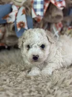 Charlie, a male Miniature Aussiedoodle for sale in Lamar, MO – 3 of 7