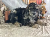 Dozer, a male Poodle - Standard  for sale in Lamar, MO – 2 of 7