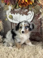 Elvis, a male Toy Australian Shepherd for sale in Lamar, MO – 2 of 6