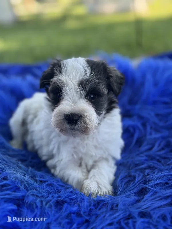 Bunny – Miniature Schnauzer puppy for sale in Lamar, MO