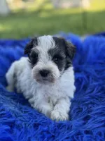 Bunny, a female Miniature Schnauzer for sale in Lamar, MO – 1 of 7