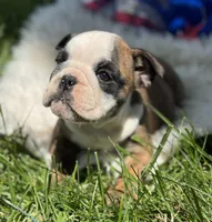 Wisper, a female English Bulldog for sale in Lamar, MO – 5 of 7