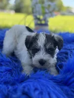 Bangle, a male Miniature Schnauzer for sale in Lamar, MO – 7 of 7